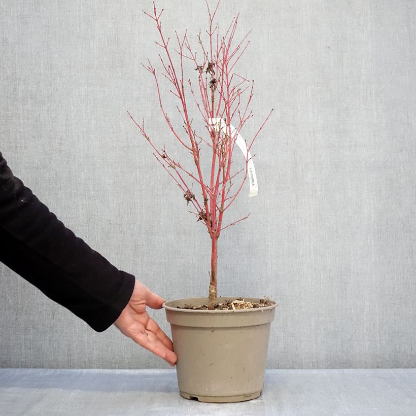 Amostra de Erable du Japon Red Wood greffé Vaso de 4 L/5 L tal como entregue no inverno