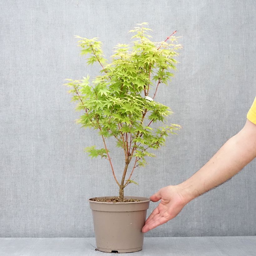 Amostra de Bordo-do-japão Red Wood - Acer palmatum Vaso de 4 L/5 L tal como entregue na primavera