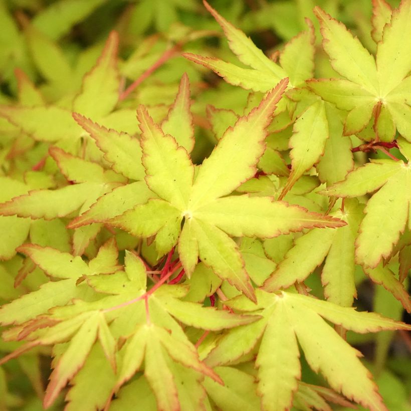 Bordo japonês Ueno Yama - Acer palmatum (Folhagem)