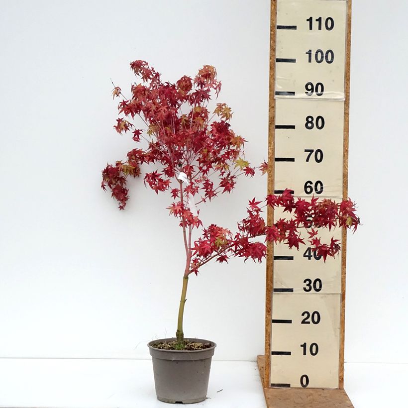 Amostra de Bordo japonês Ueno Yama - Acer palmatum Vaso de 4 L/5 L tal como entregue no outono