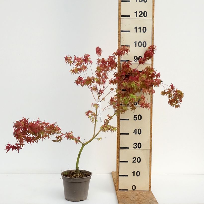 Amostra de Bordo japonês Ueno Yama - Acer palmatum Vaso de 4 L/5 L tal como entregue no verão