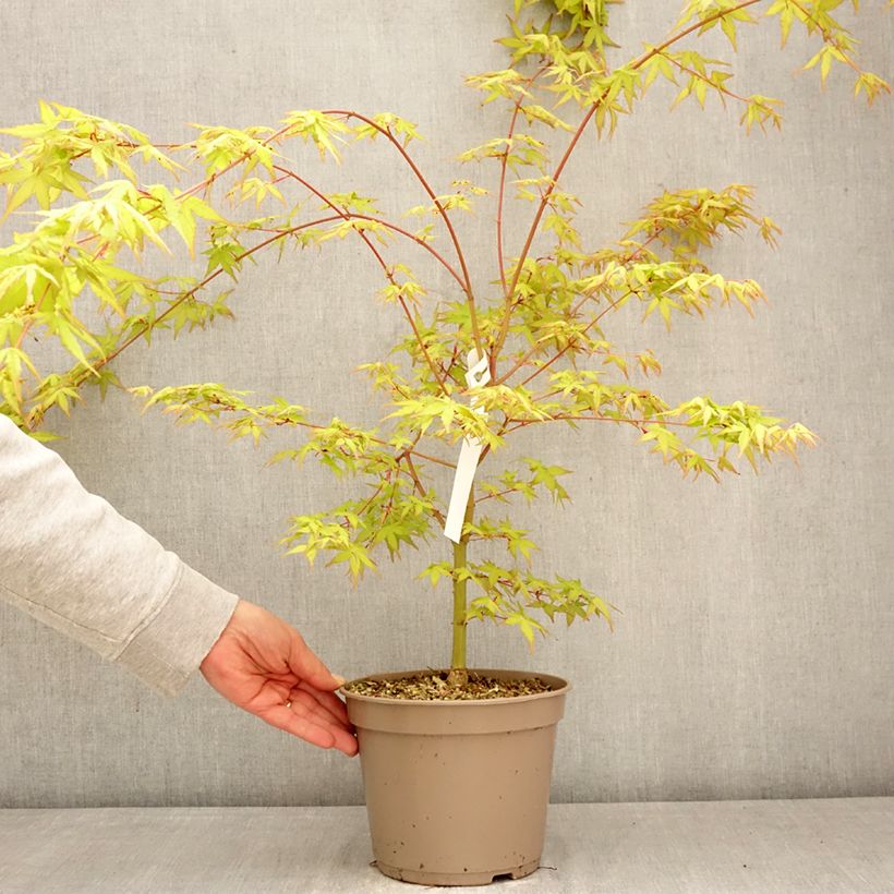Amostra de Bordo japonês Ueno Yama - Acer palmatum Vaso de 4 L/5 L tal como entregue na primavera