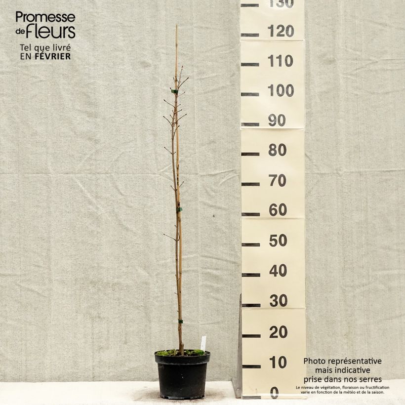 Amostra de Acer Orientalia® Minorient Vaso de 3 L/4 L tal como entregue no inverno