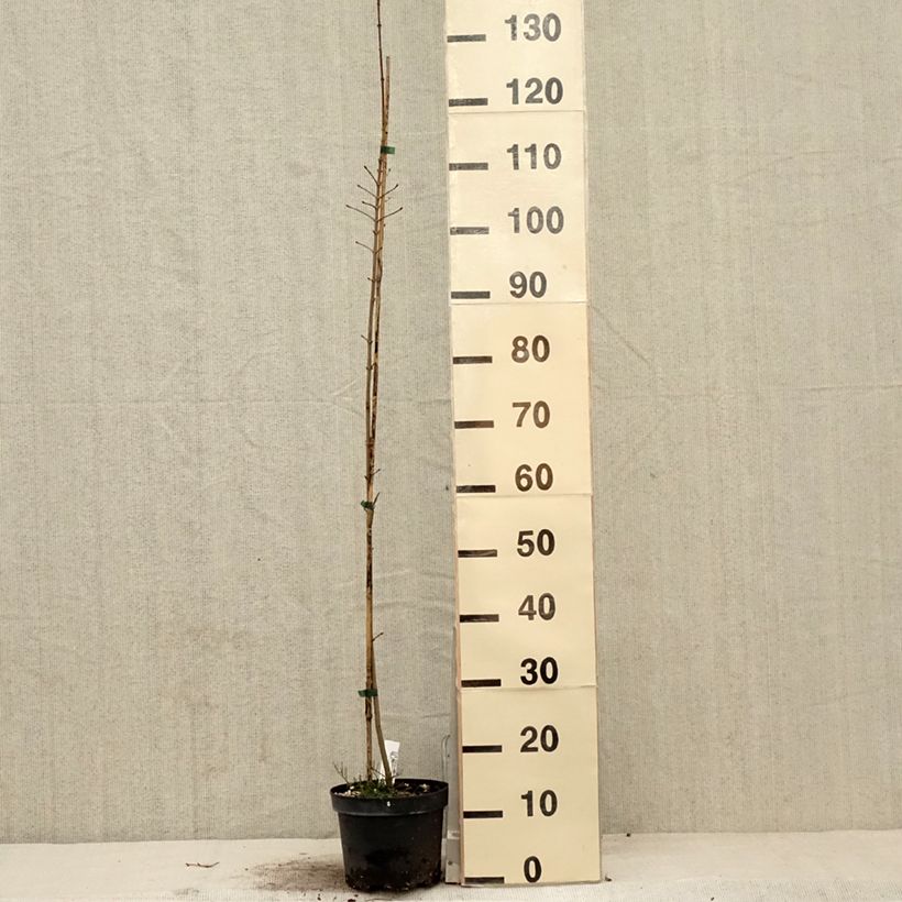 Amostra de Acer Orientalia® Minorient Vaso de 3 L/4 L tal como entregue na primavera