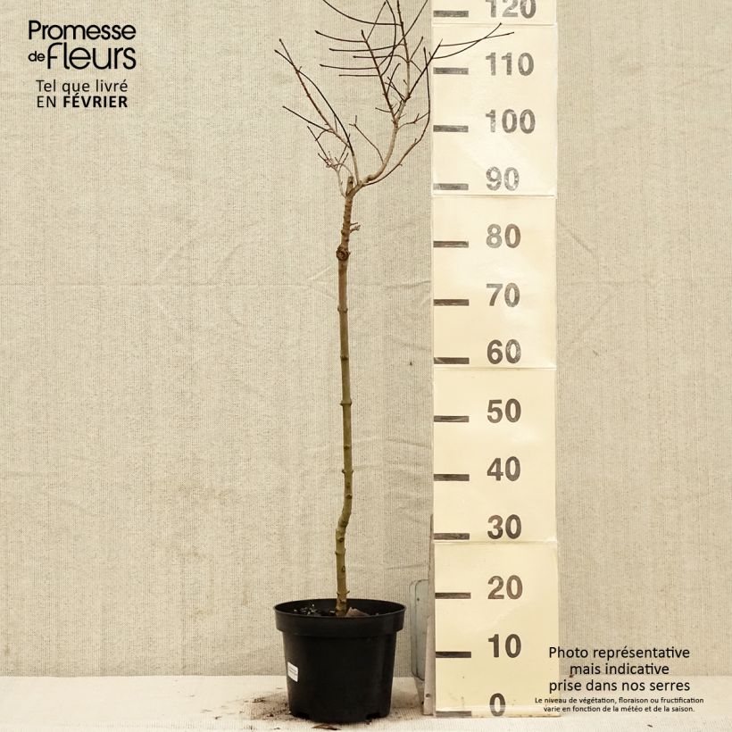 Amostra de Erable plane - Acer Ample Surprise Pot de 7,5L/10L tal como entregue no inverno