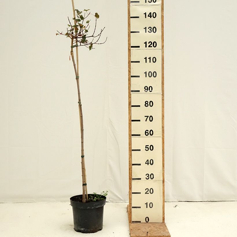 Amostra de Bordo-da-noruega Ample Surprise - Acer platanoides Vaso de 7,5 L/10 L, Haste tal como entregue no outono