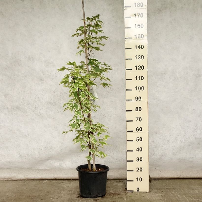 Amostra de Bordo-da-noruega Drummondii - Acer platanoides Vaso de 12 L/15 L, Brasão tal como entregue no verão