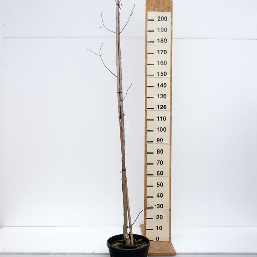 Amostra de Bordo-da-noruega Crimson King - Acer platanoides Vaso de 20 L/25 L tal como entregue no outono