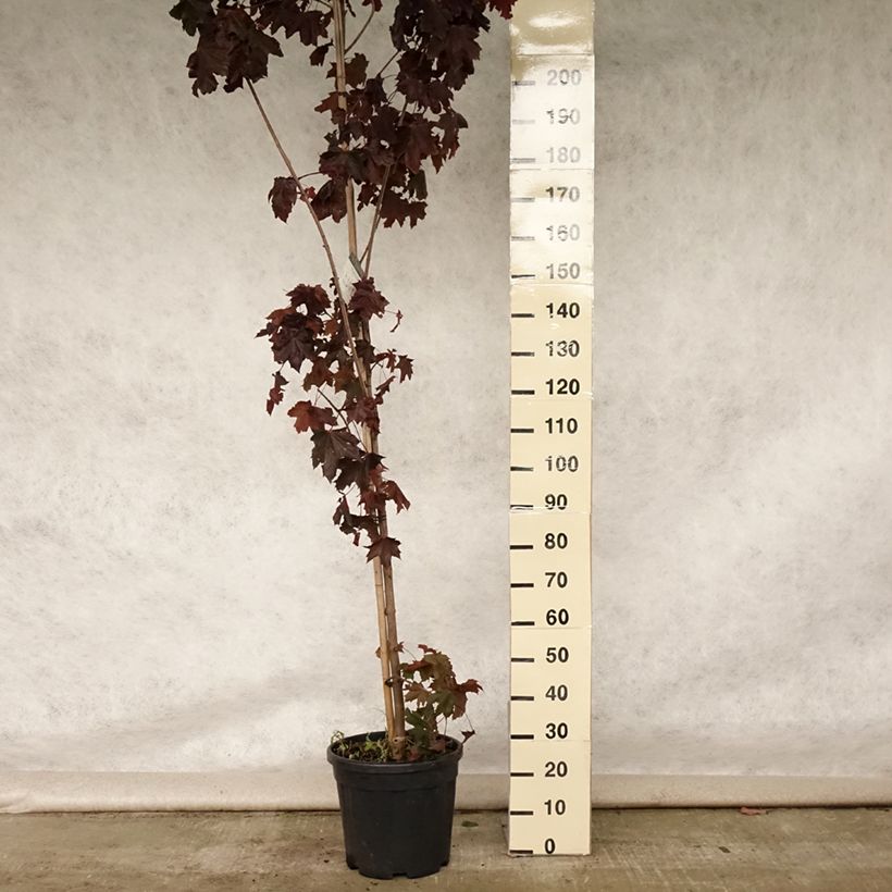 Amostra de Bordo-da-noruega Crimson King - Acer platanoides Vaso de 20 L/25 L tal como entregue no verão