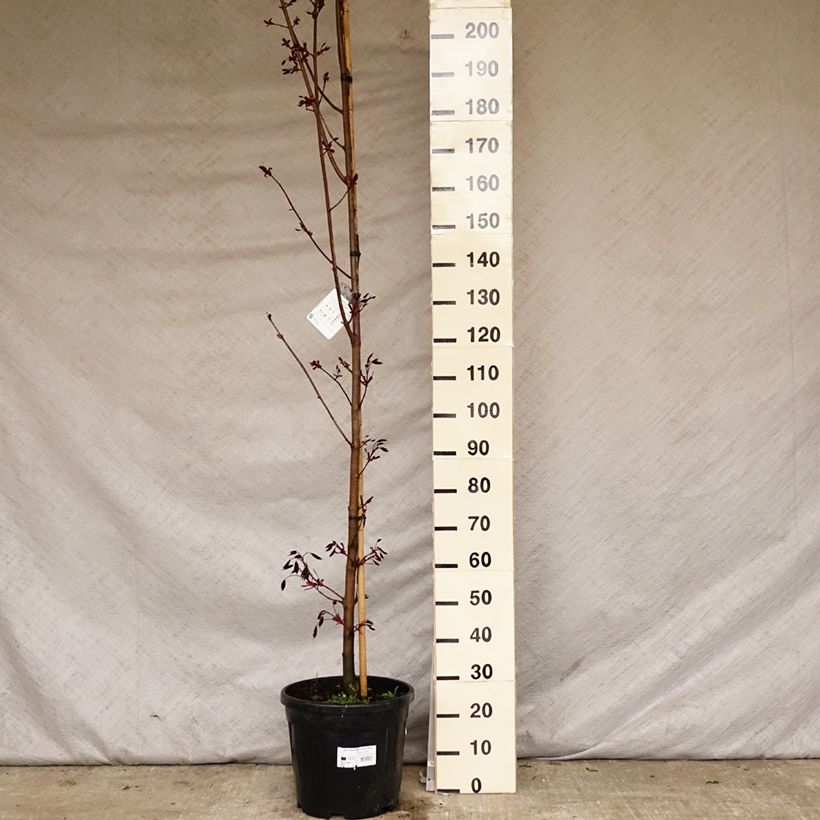 Amostra de Bordo-da-noruega Crimson King - Acer platanoides Vaso de 20 L/25 L tal como entregue na primavera