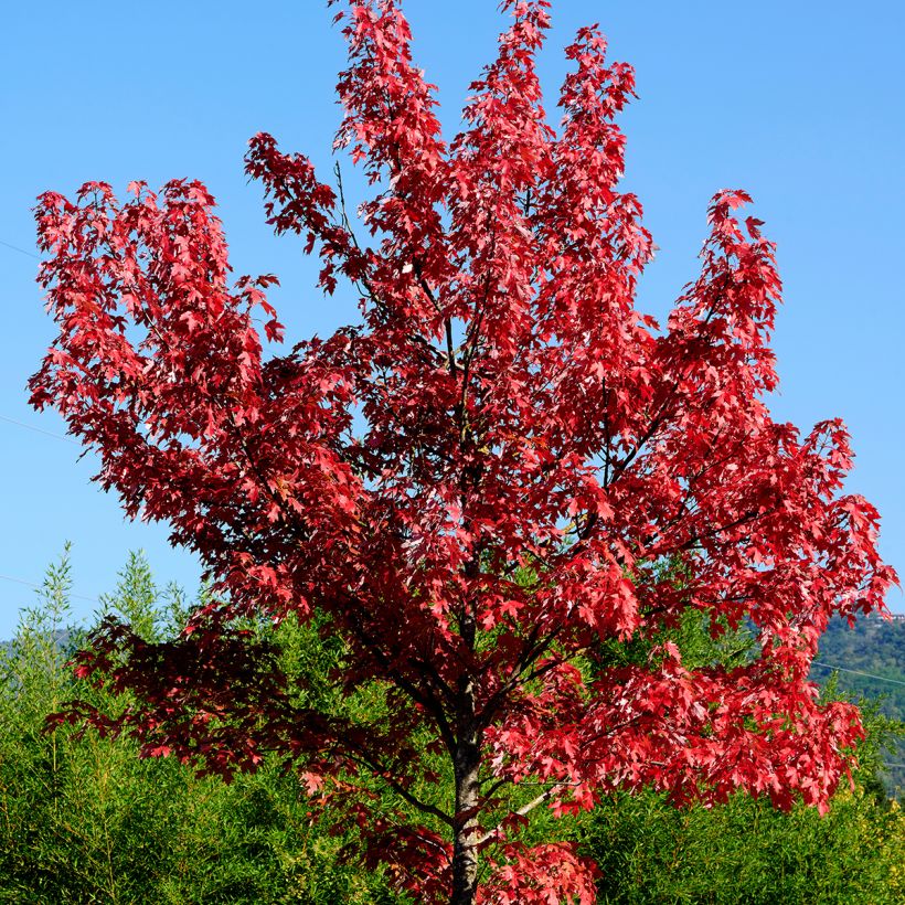 Acer rubrum - Bordo vermelho (Hábito)