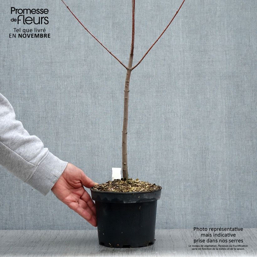 Amostra de Acer rubrum - Bordo vermelho Vaso de 3 L/4 L tal como entregue no outono