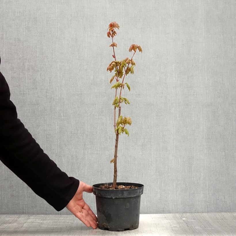 Amostra de Acer rubrum - Bordo vermelho Vaso de 3 L/4 L tal como entregue na primavera