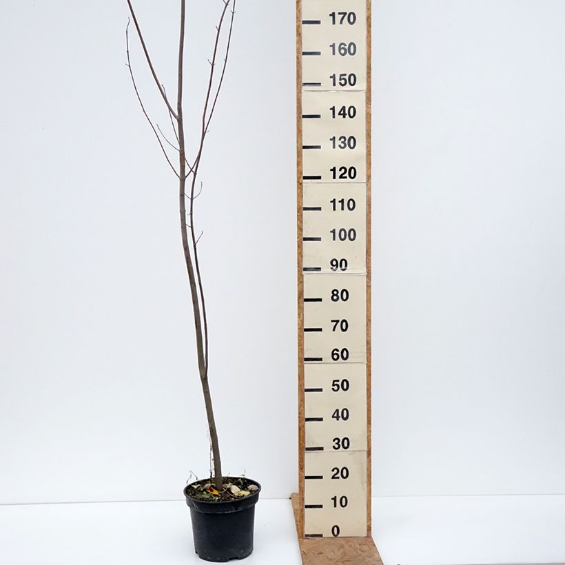 Amostra de Acer rubrum - Bordo vermelho Vaso de 7,5 L/10 L tal como entregue no outono