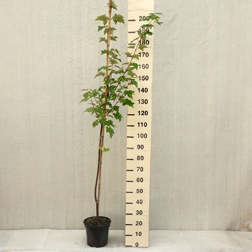 Amostra de Acer rubrum - Bordo vermelho Vaso de 7,5 L/10 L tal como entregue no verão