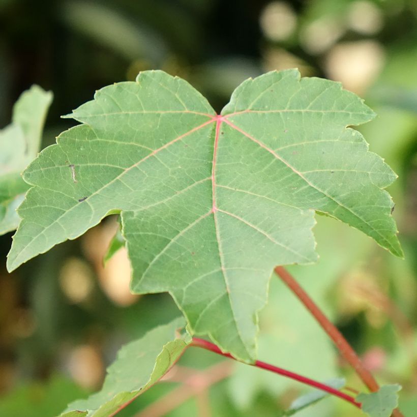 Acer rubrum - Bordo vermelho (Folhagem)