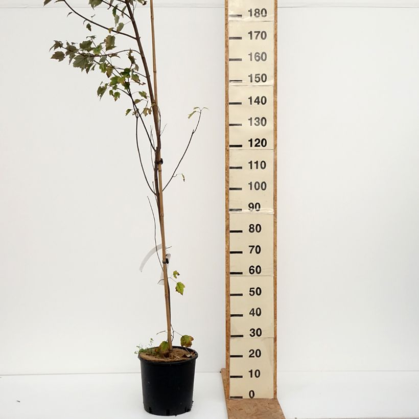 Amostra de Bordo-vermelho Summer Red - Acer rubrum Vaso de 12 L/15 L tal como entregue no outono