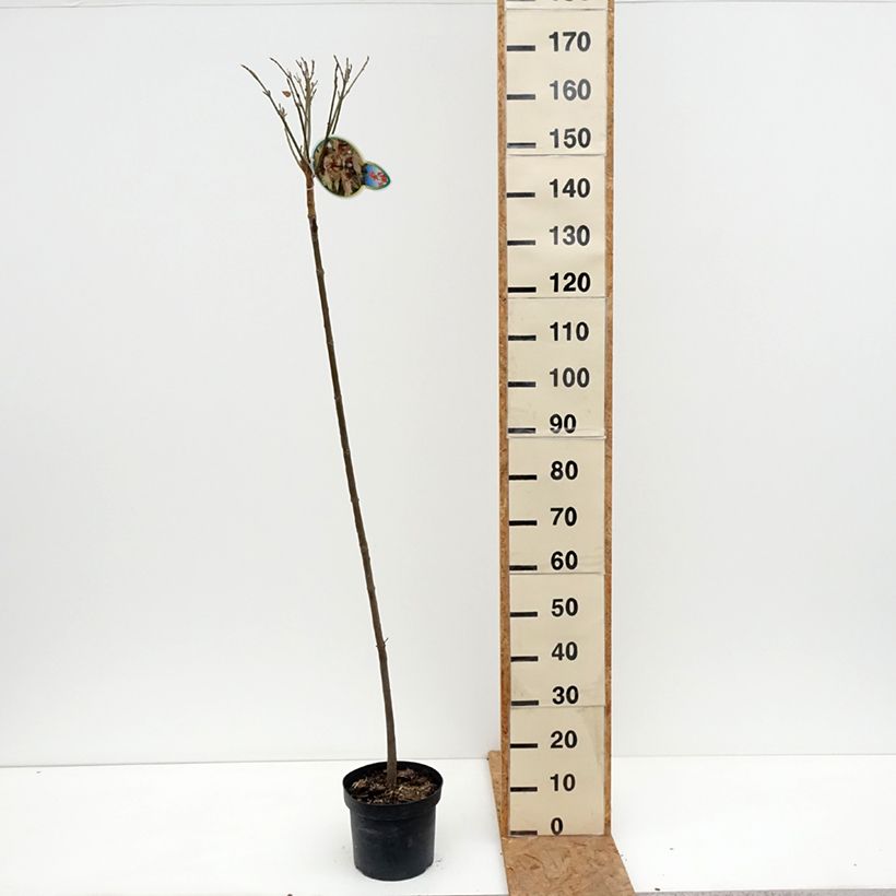 Amostra de Bordo Brilliantissimum - Acer pseudoplatanus Vaso de 4 L/5 L tal como entregue no outono