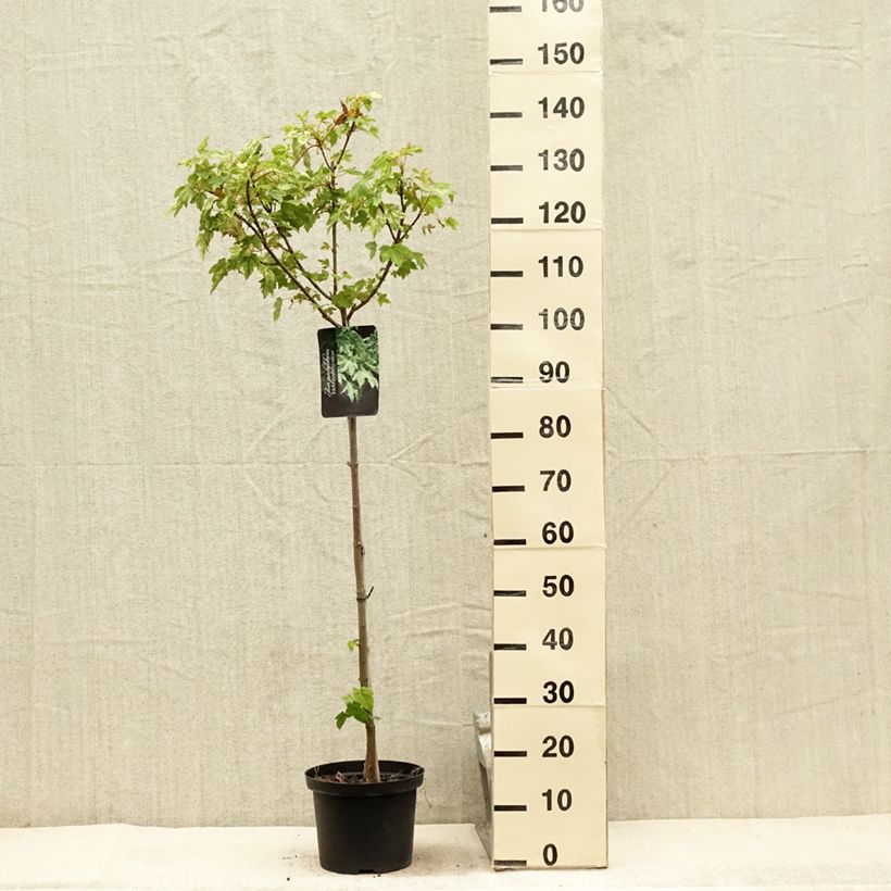 Amostra de Bordo Brilliantissimum - Acer pseudoplatanus Vaso de 4 L/5 L tal como entregue no verão