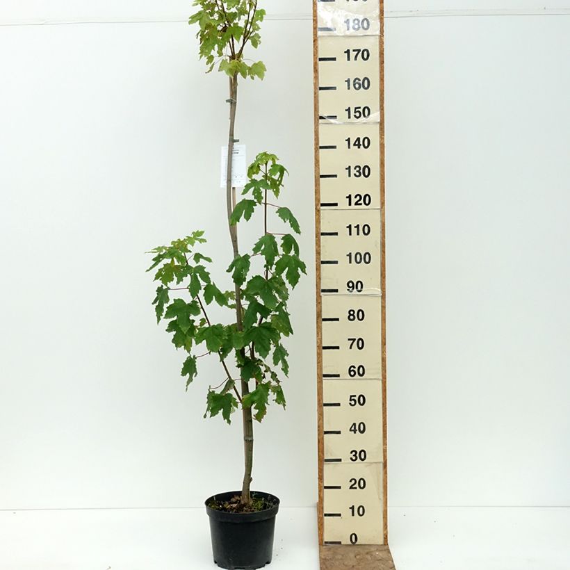 Amostra de Erable sycomore - Acer pseudoplatanus Leat's Cottage Pot de 7,5L/10L, Tige tal como entregue no verão