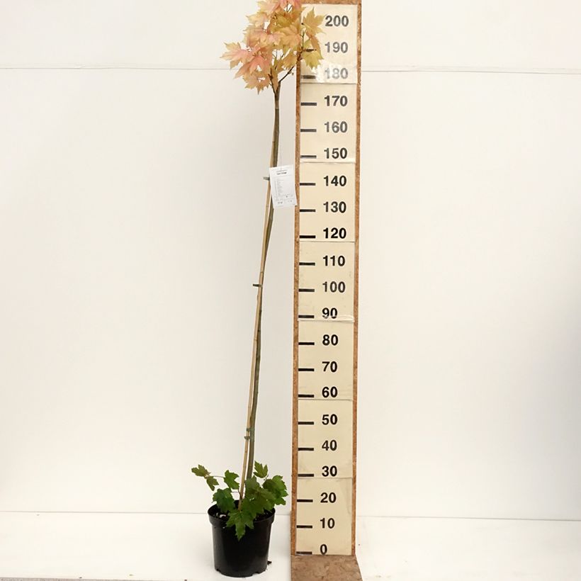 Amostra de Bordo Leat's Cottage - Acer pseudoplatanus Vaso de 7,5 L/10 L, Haste tal como entregue na primavera