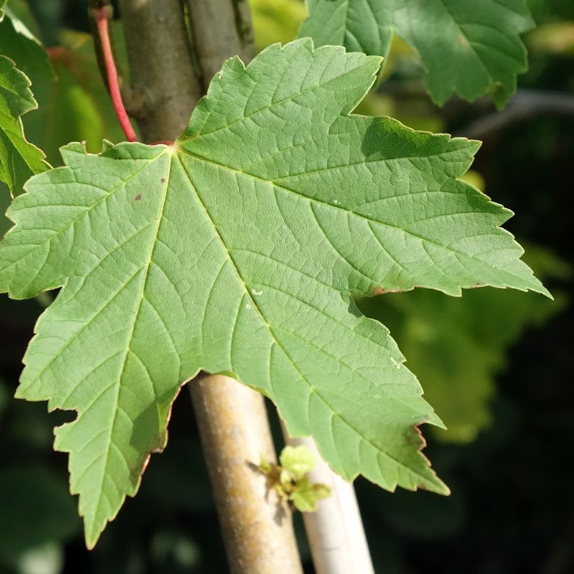 Bordo Simon-Louis Frères - Acer pseudoplatanus (Folhagem)