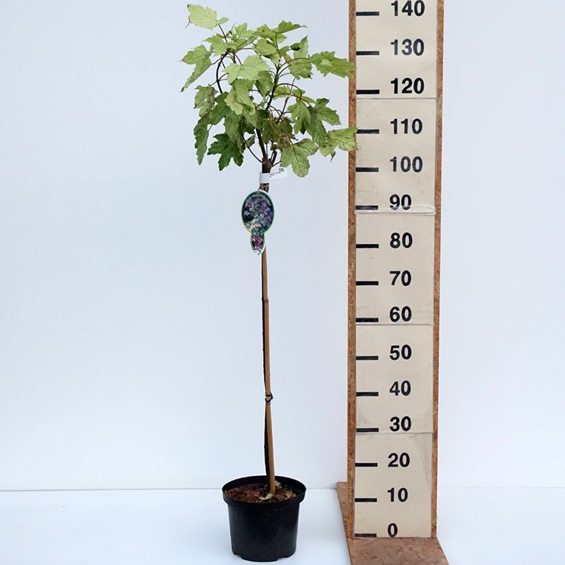 Amostra de Bordo Simon-Louis Frères - Acer pseudoplatanus Vaso de 4 L/5 L, Haste tal como entregue no outono