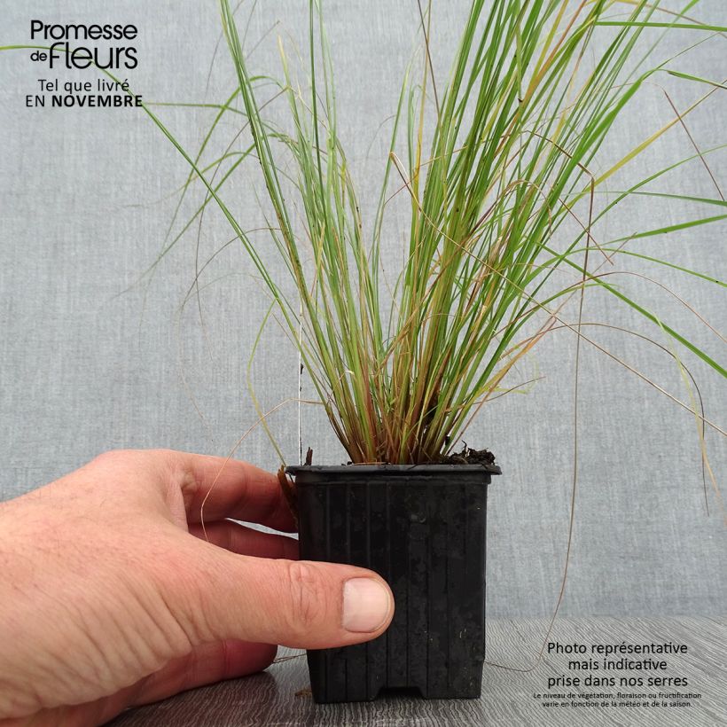 Amostra de Eragrostis curvula Vaso de 8/9 cm tal como entregue no outono