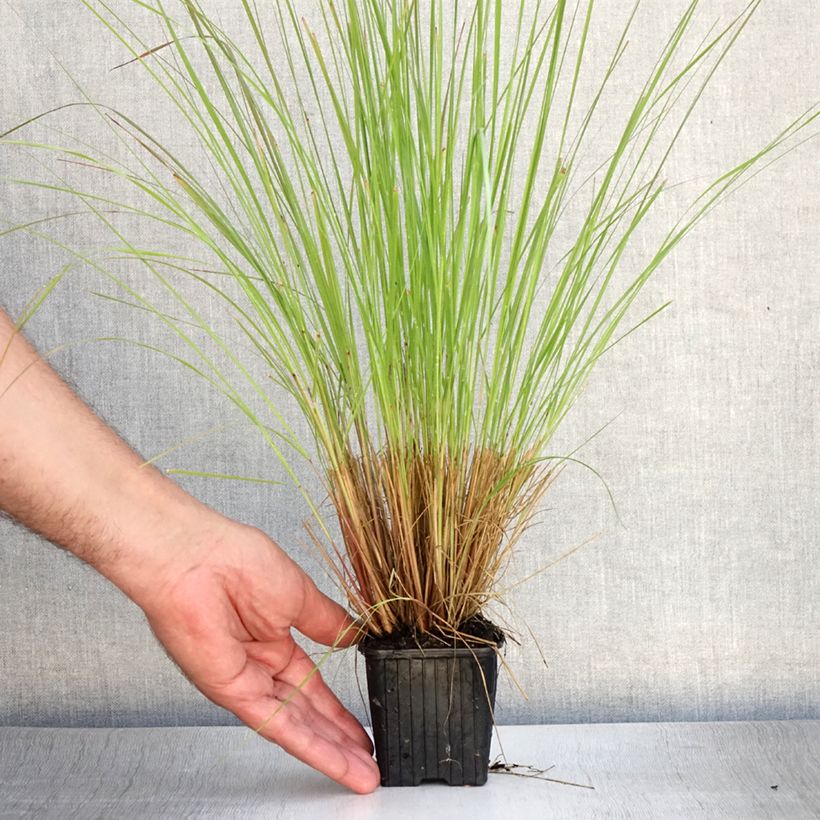 Amostra de Eragrostis curvula Vaso de 8/9 cm tal como entregue no verão