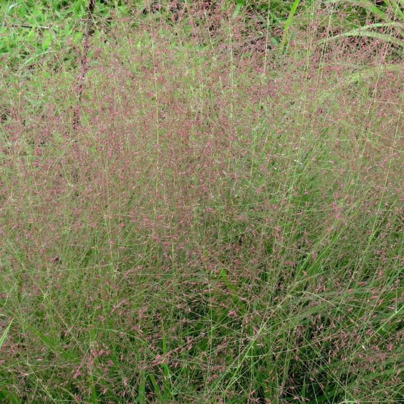 Eragrostis spectabilis (Floração)