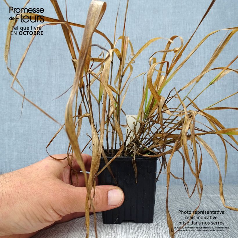 Amostra de Eragrostis spectabilis Vaso de 8/9 cm tal como entregue no outono