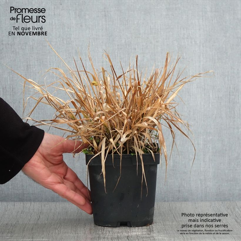 Amostra de Eragrostis spectabilis Vaso de 1,5 L/2 L tal como entregue no outono
