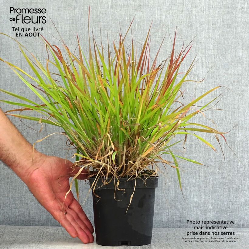 Amostra de Eragrostis spectabilis Vaso de 1,5 L/2 L tal como entregue no verão