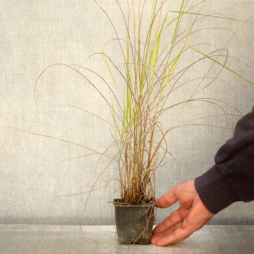Amostra de Eragrostis trichodes Vaso de 8/9 cm tal como entregue no outono