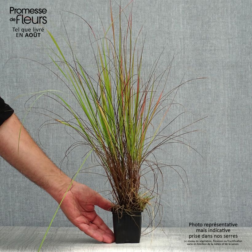 Amostra de Eragrostis trichodes Vaso de 8/9 cm tal como entregue no verão