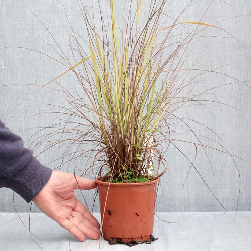 Amostra de Eragrostis trichodes Vaso de 1 L/1,5 L tal como entregue no outono