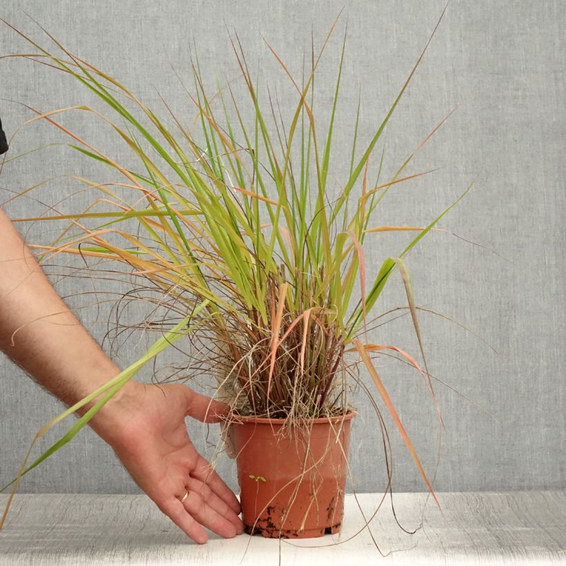 Amostra de Eragrostis trichodes Vaso de 1 L/1,5 L tal como entregue no verão