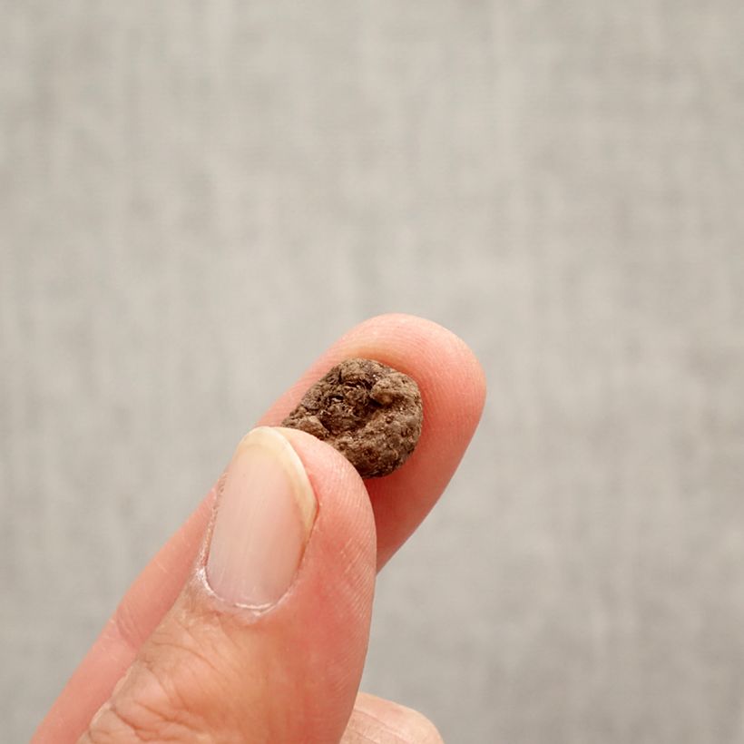 Amostra de Eranthis cilicica - Aconit d'hiver Bulbo size 4+ tal como entregue na primavera