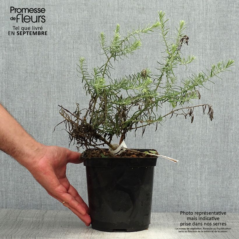 Amostra de Eremophila Beryl's Blue Vaso de 3 L/4 L tal como entregue no outono