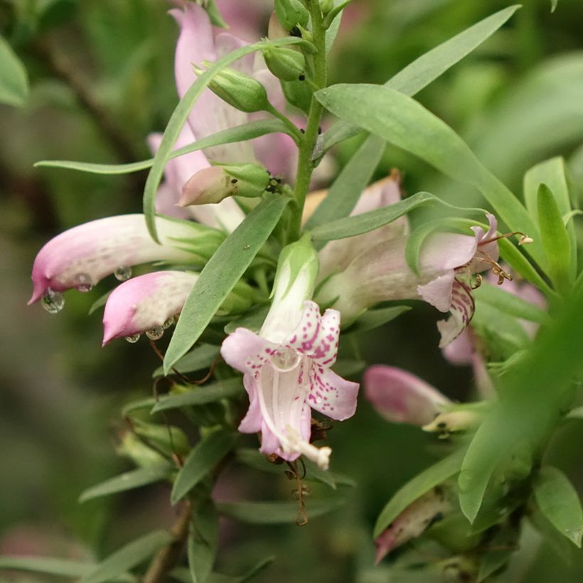 Eremophila laanii (Floração)