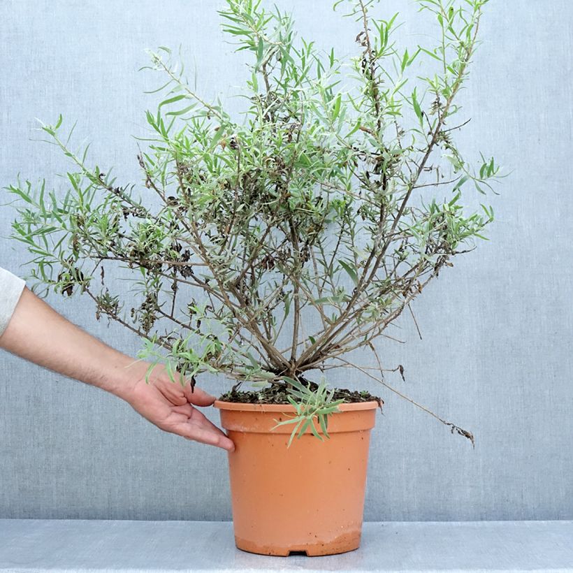 Amostra de Eremophila laanii Vaso de 7,5 L/10 L tal como entregue no verão