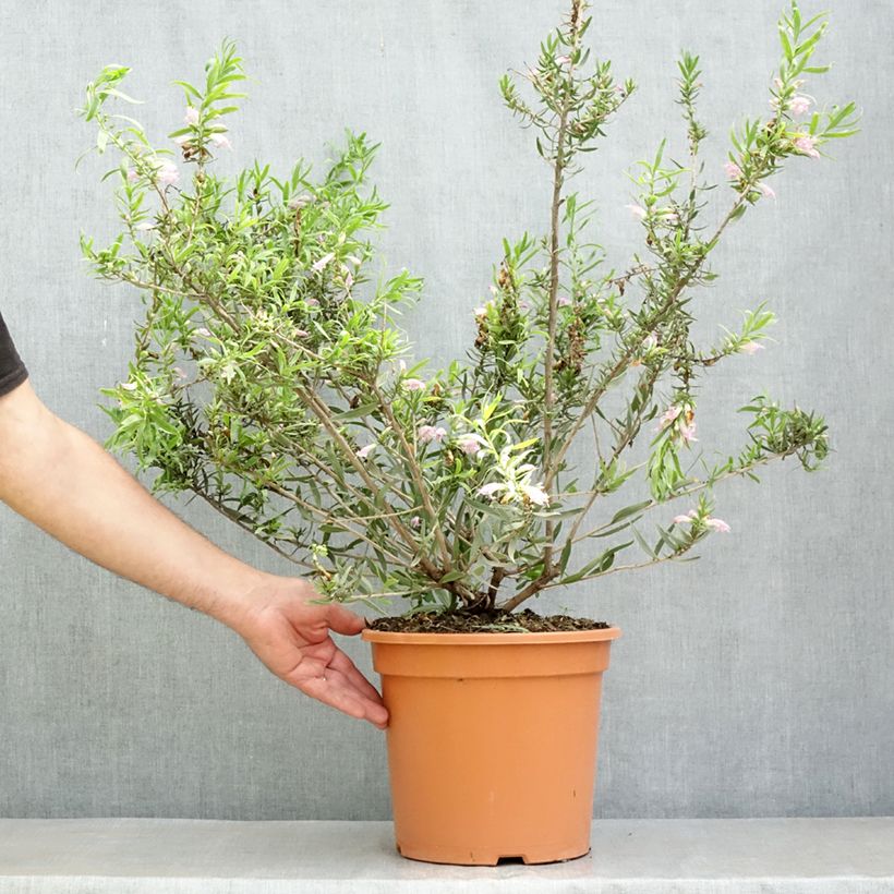 Amostra de Eremophila laanii - Erémophile Vaso de 7,5 L/10 L tal como entregue na primavera