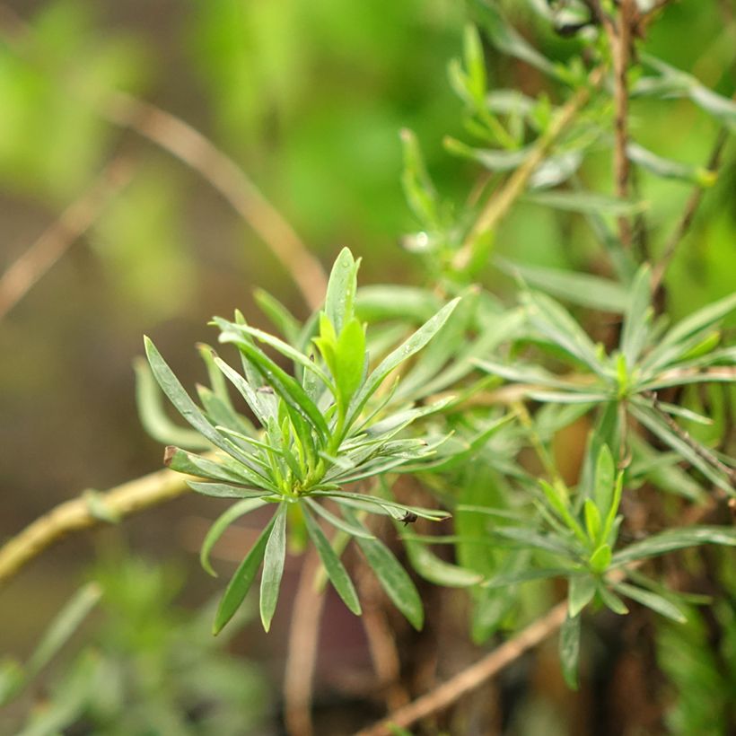 Eremophila maculata Aurea (Folhagem)