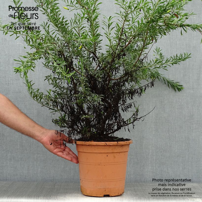 Amostra de Eremophila maculata Aurea Vaso de 7,5 L/10 L tal como entregue no outono