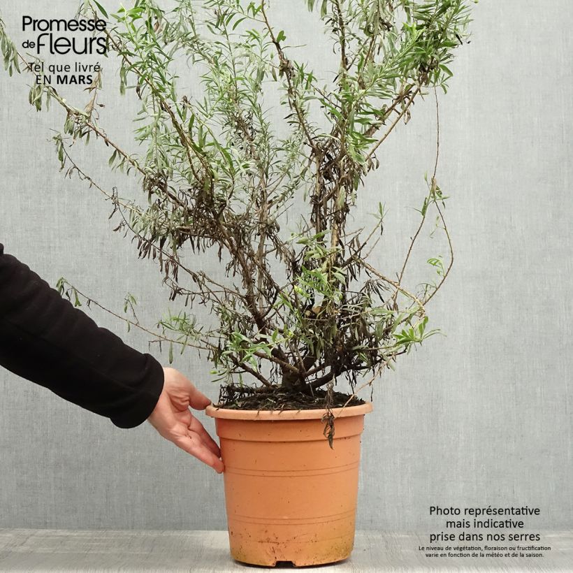 Amostra de Eremophila maculata Aurea Vaso de 7,5 L/10 L tal como entregue na primavera