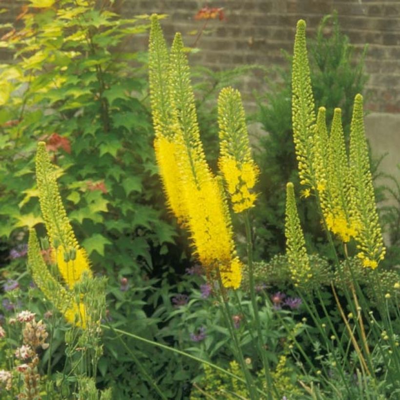 Eremurus bungei (Hábito)
