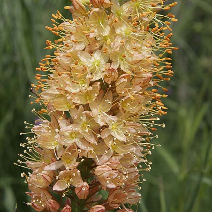 Eremurus Cléopatra (Floração)