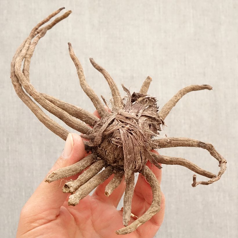 Amostra de Eremurus Cléopatra - Lis des steppes Bulbo size I tal como entregue na primavera