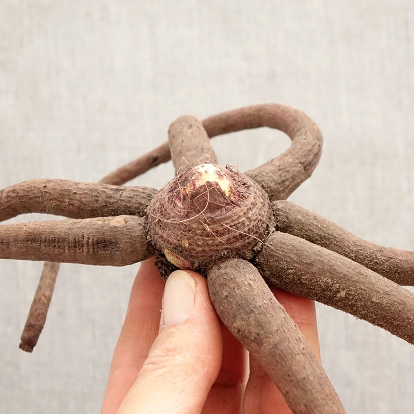 Amostra de Eremurus stenophyllus Moneymaker Bulbo Calibre I tal como entregue na primavera