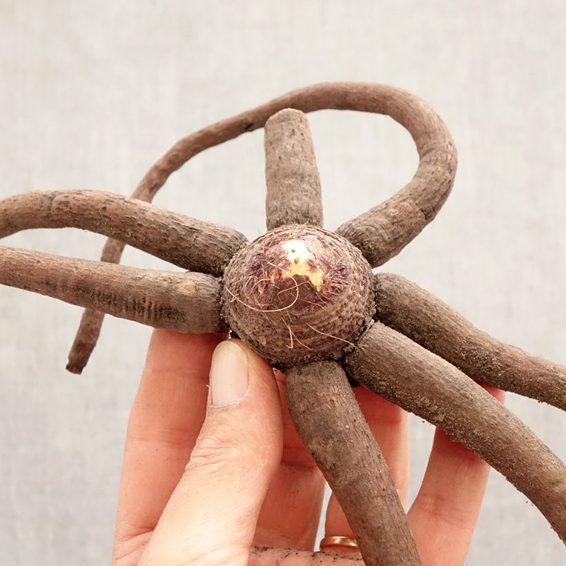 Amostra de Eremurus Pinokkio Bulbo Calibre I tal como entregue na primavera